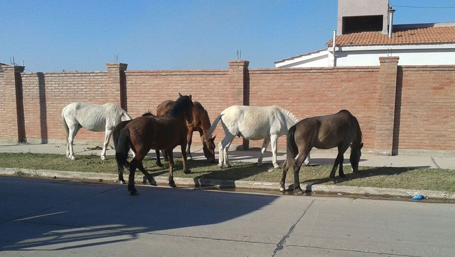 Vecinos del Villa del Carmen preocupados por caballos sueltos - Diario Panorama de Santiago del Estero