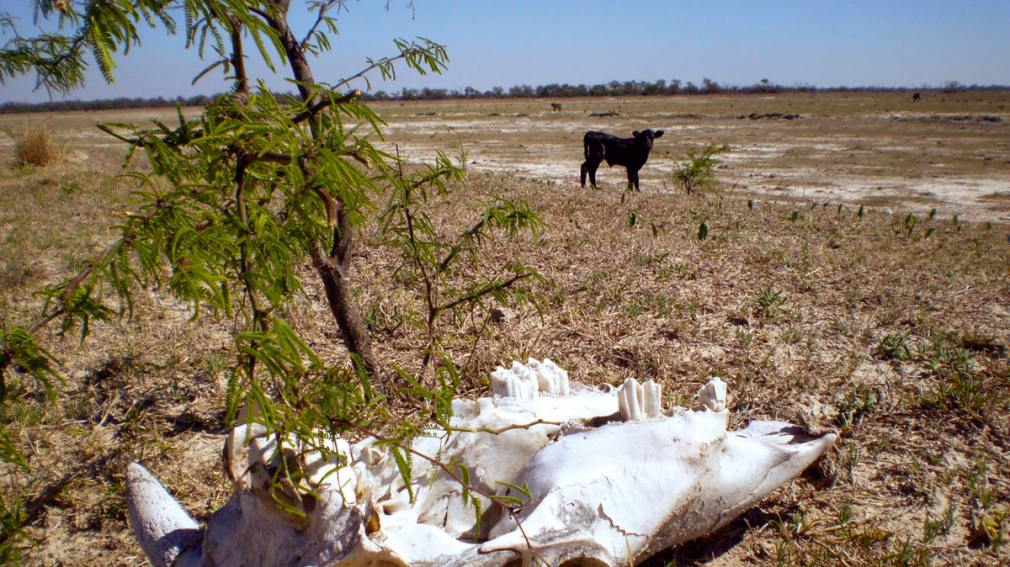 Por la sequía, Nación declaró la emergencia agropecuaria en Santiago del Estero