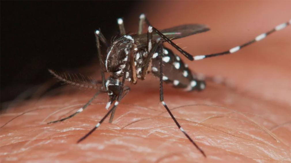 Chaco encabeza el ranking de contagios por dengue: casi 9000 casos en enero  - Diario Panorama Movil