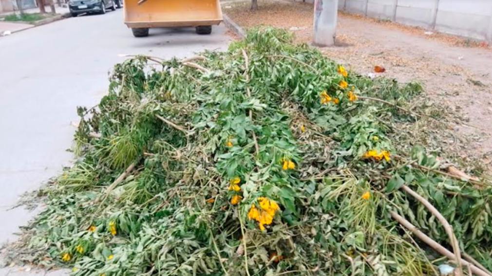 Parques y Paseos de la Capital reiteró que las podas de árboles de veredas se realizan solo con autorización
