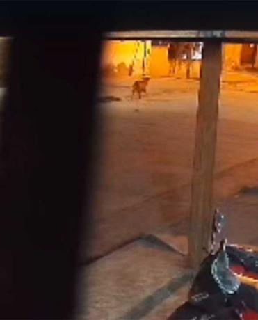 Una mujer denunció a un vecino por matar de un disparo a su perro en el barrio La Católica