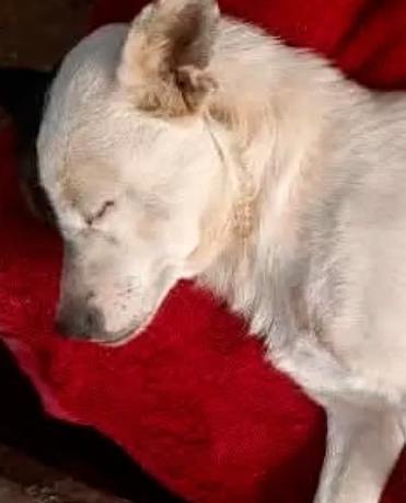 Investigan un grave caso de maltrato animal tras el ataque a tiros a un perro en Monte Quemado