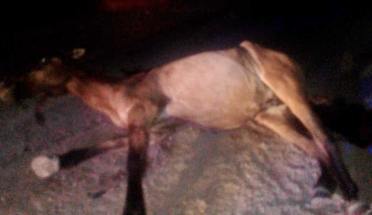 Pudo ser fatal: atropelló a un equino que se le cruzó en la ruta