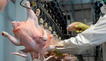 Argentina recuperó el mercado del Reino Unido para exportar carne aviar