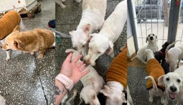 La desgarradora espera de los peludos de “El Polaco”: quedaron en la peluquería sin saber que no volverá