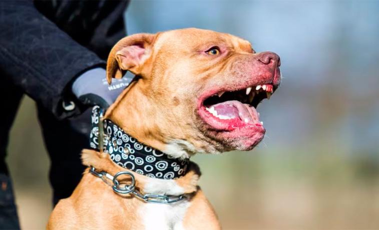Un bebé de un año fue atacado por un pitbull en La Banda y terminó internado