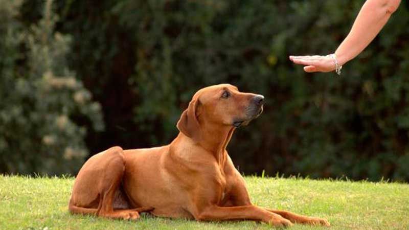 Como Adiestrar A Un Beagle Cesar Millan