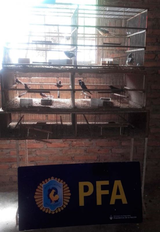 Policía Federal secuestró gran cantidad aves autóctonas en La Banda