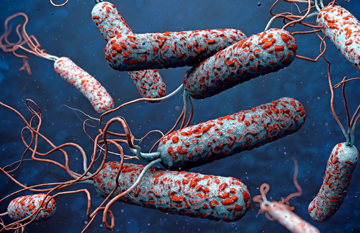 Bacteria del cólera 