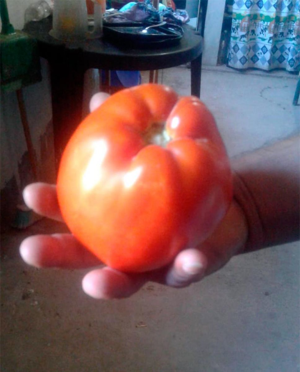 tomate 