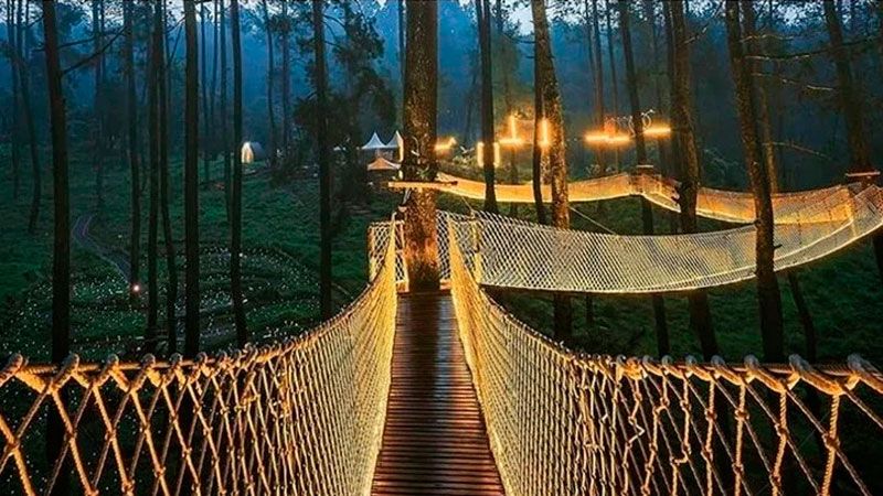 Un increíble “puente de luz” en medio de un bosque de orquídeas