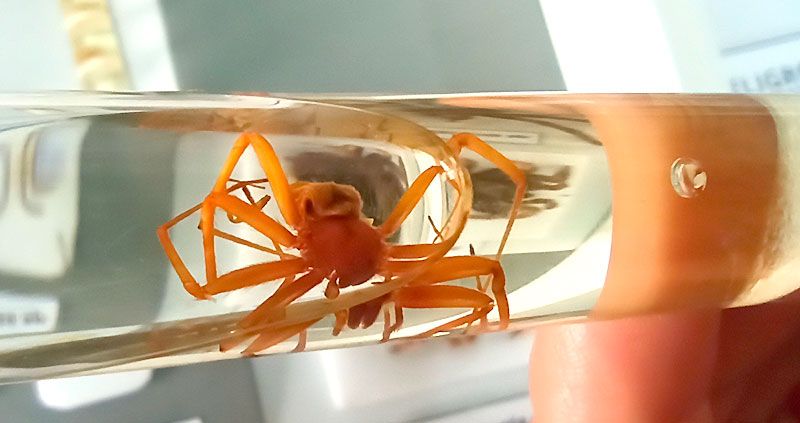 Araña de los rincones 