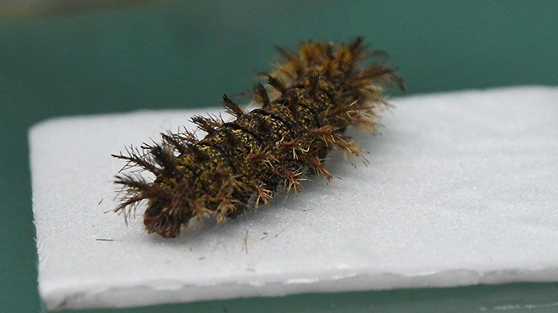 Por la humedad y el calor proliferan los escorpiones: cómo actuar ante