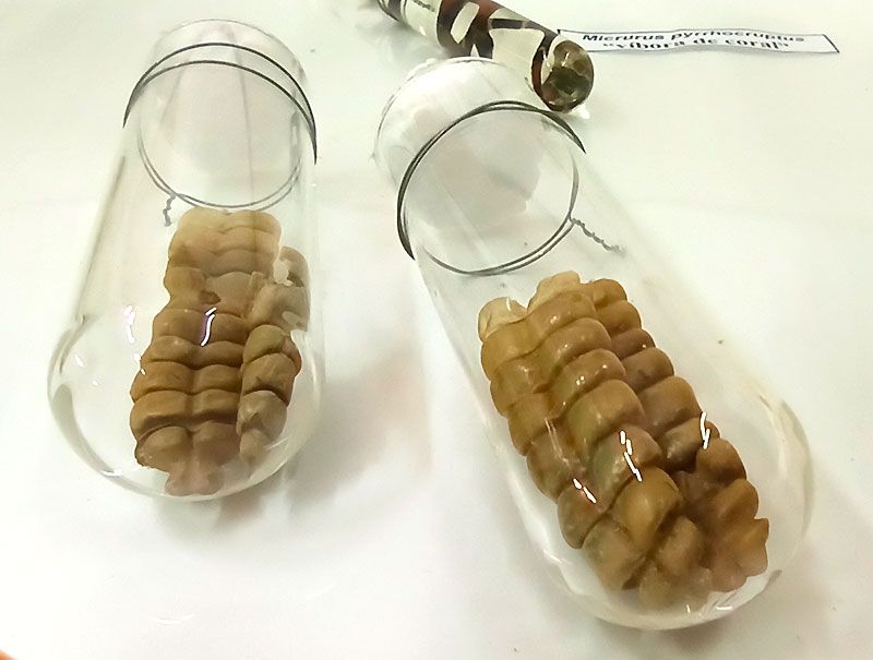 El particular cascabel 