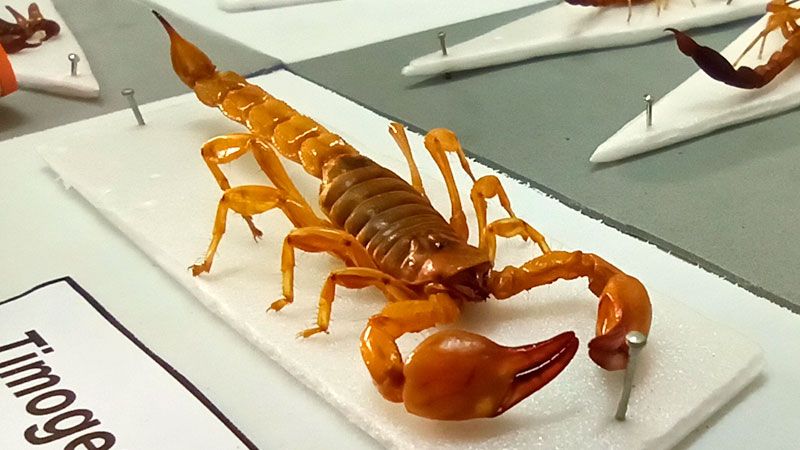 El Timogenes es otra variedad presente, pero no es peligroso. Sus pinzas más grandes es una diferencia con su 