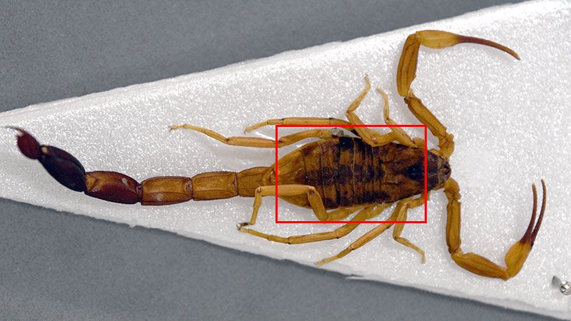 Tityus Trivitatus y las características tres bandas oscuras 