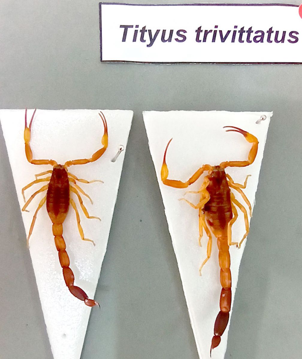Tityus Trivitatus y sus delgadas pinzas. Esto nos advierte de su peligrosidad 