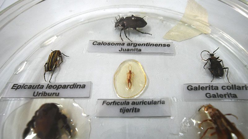 Variedad de bichos presentes en Santiago del Estero 