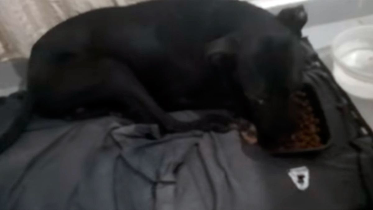 El can se alimenta luego de haber sido rescatado. 