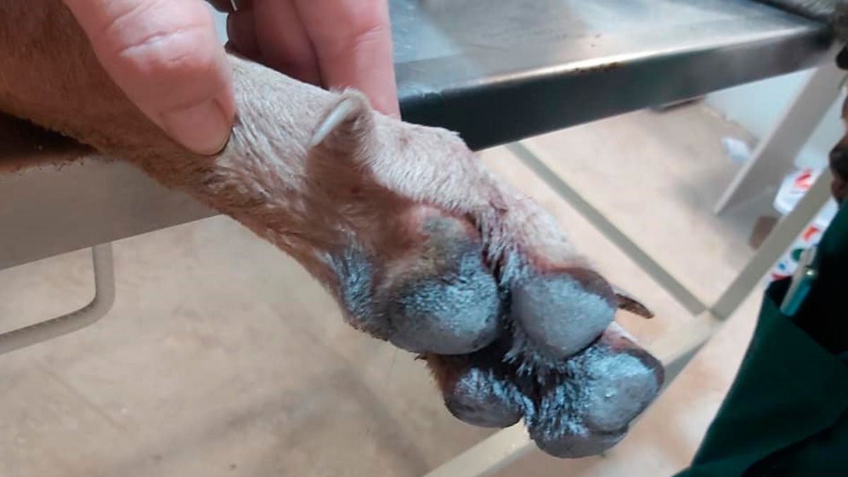 Las heridas en las patas le dificultan pararse o caminar. 