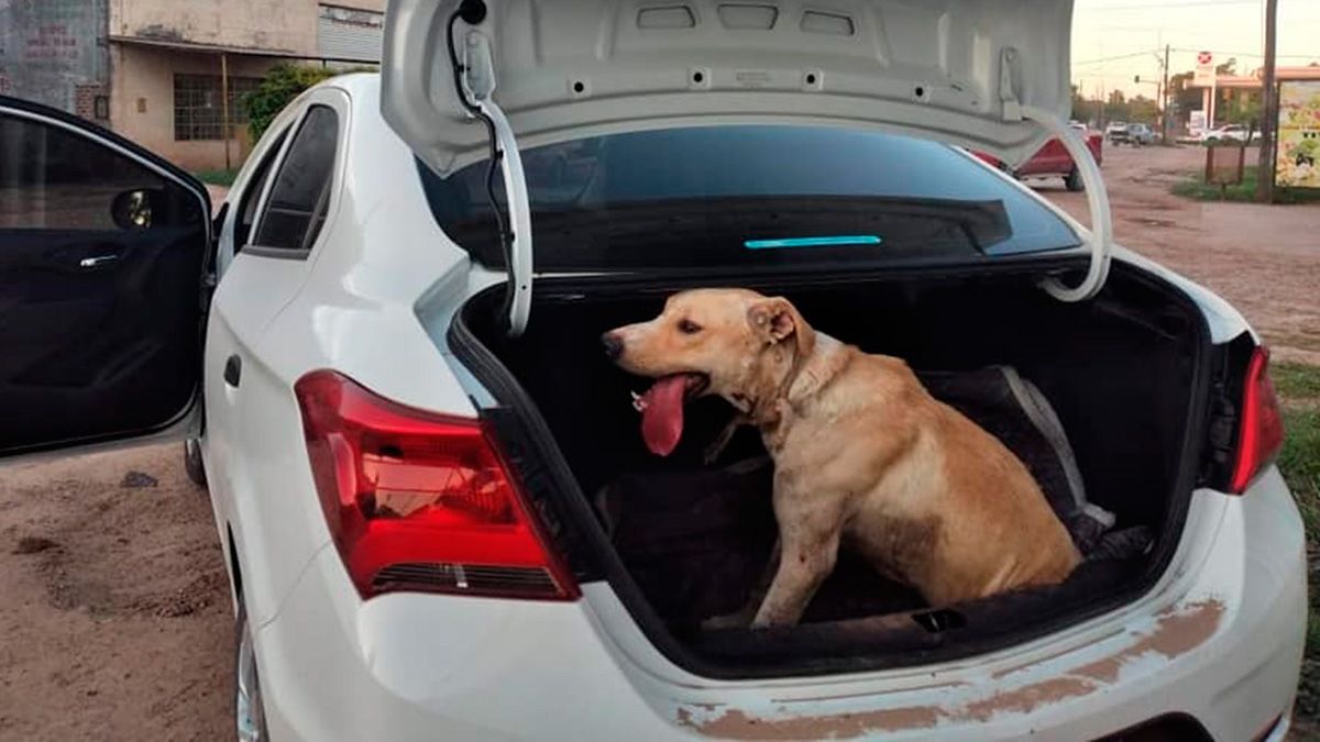 Jacob al ser rescatado y trasladado a la veterinaria. 