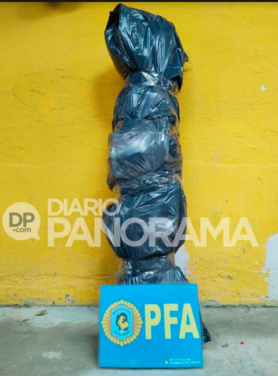 La planta de cannabis 