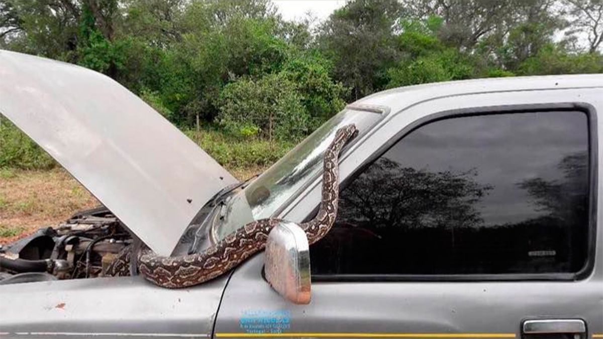 Serpiente en el auto. 