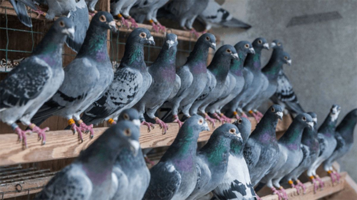 Desaparecen hasta 10.000 palomas que participaban de una carrera durante una tormenta solar - Vimarsana News