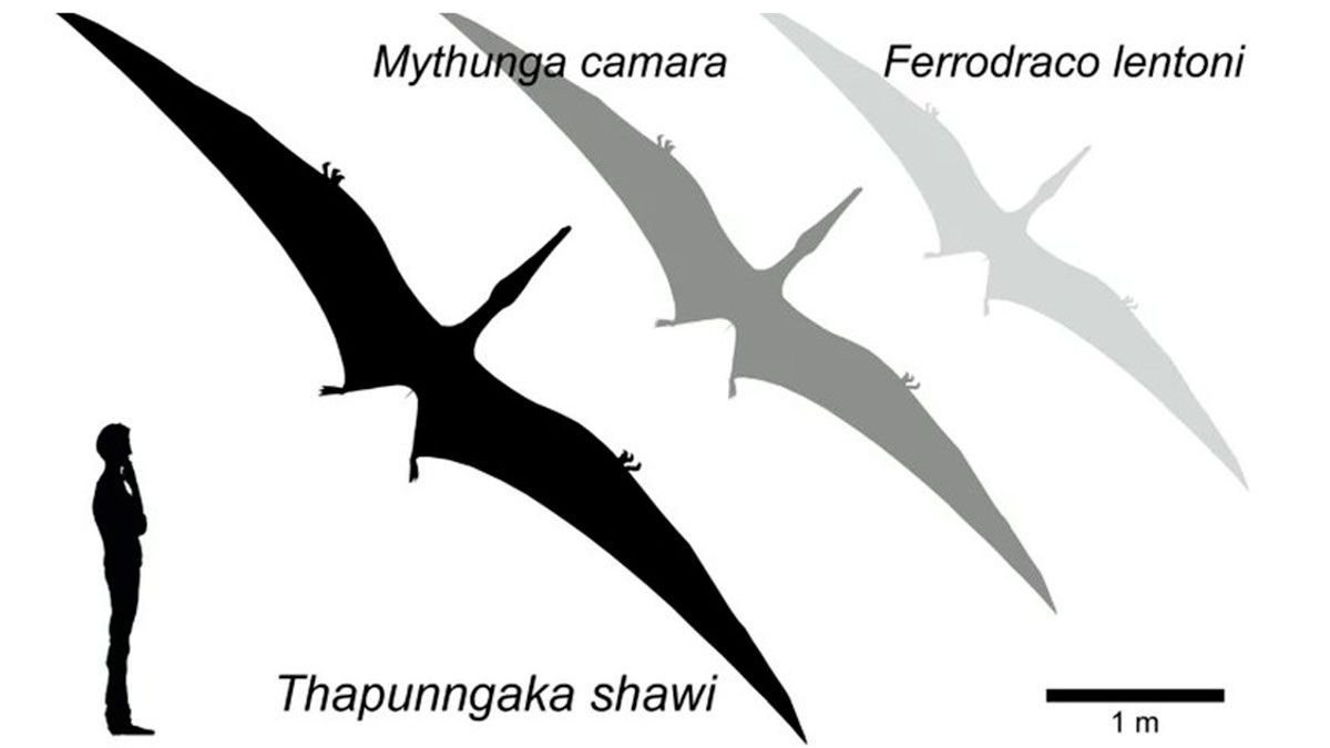 Comparación de tamaños 
