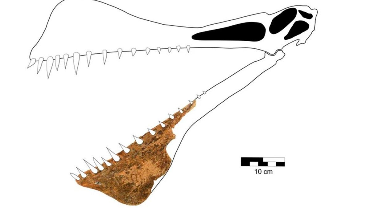 Parte de mandíbula recuperada 