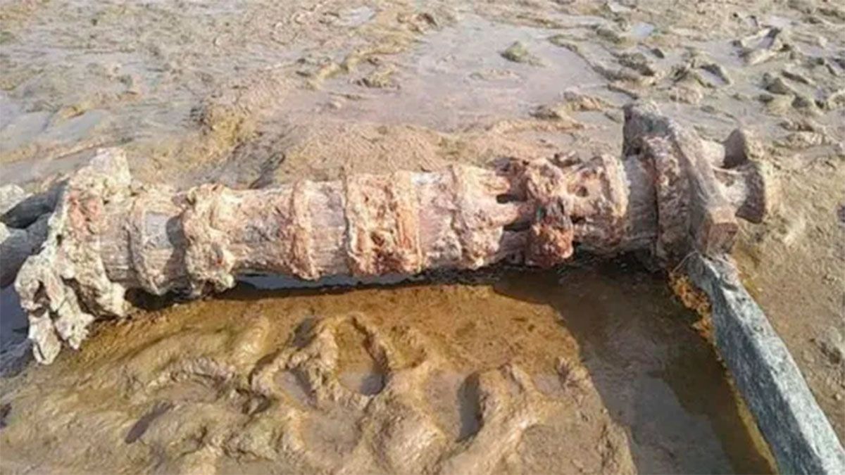 La bajante del río Paraná dejó al descubierto una infinidad de elementos en Santa Fe - Vimarsana News