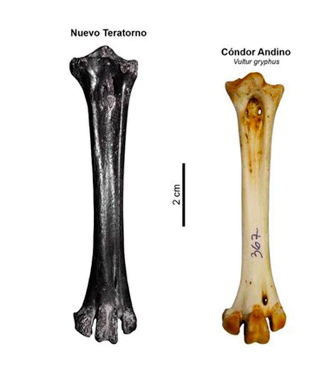 Comparativo de los huesos 