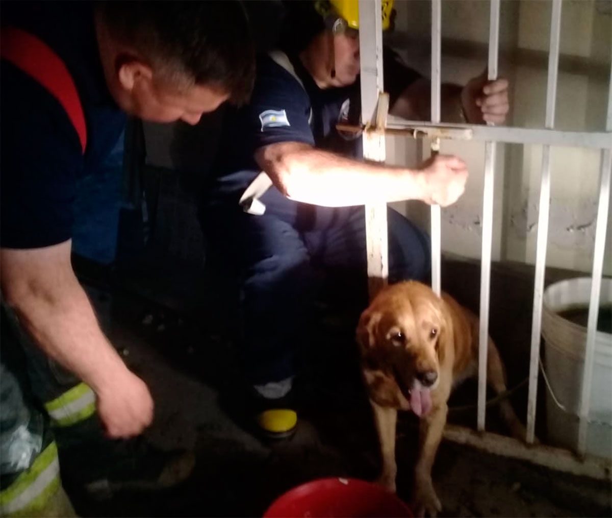 Bomberos Voluntarios rescatan a un perro que se había atorado en una ...