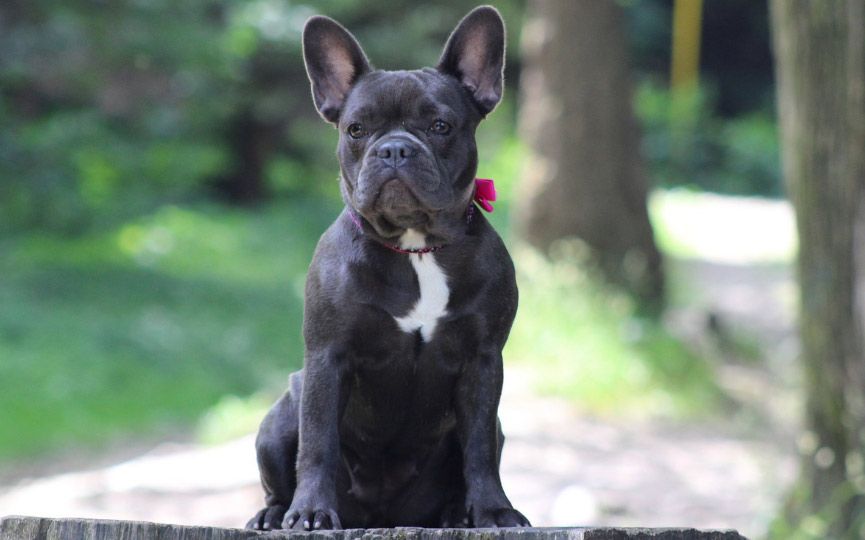 bulldog frances 