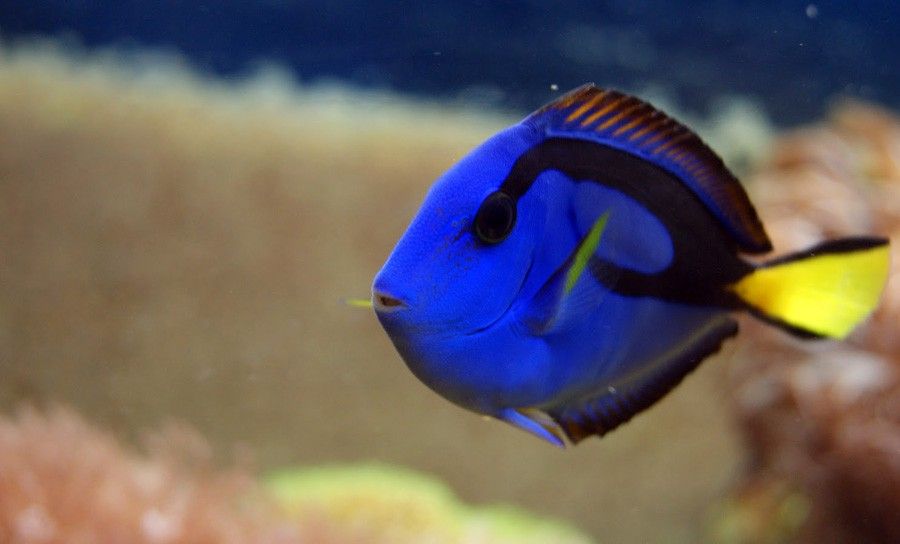 pez cirujano azul 