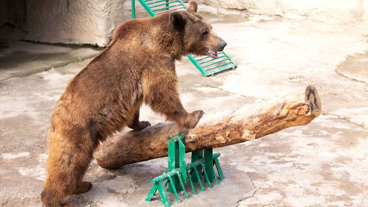 Una mujer lanzó a su hija de tres años a la jaula de los osos thumbnail