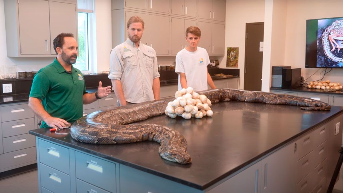 La pitón de casi 6 metros 