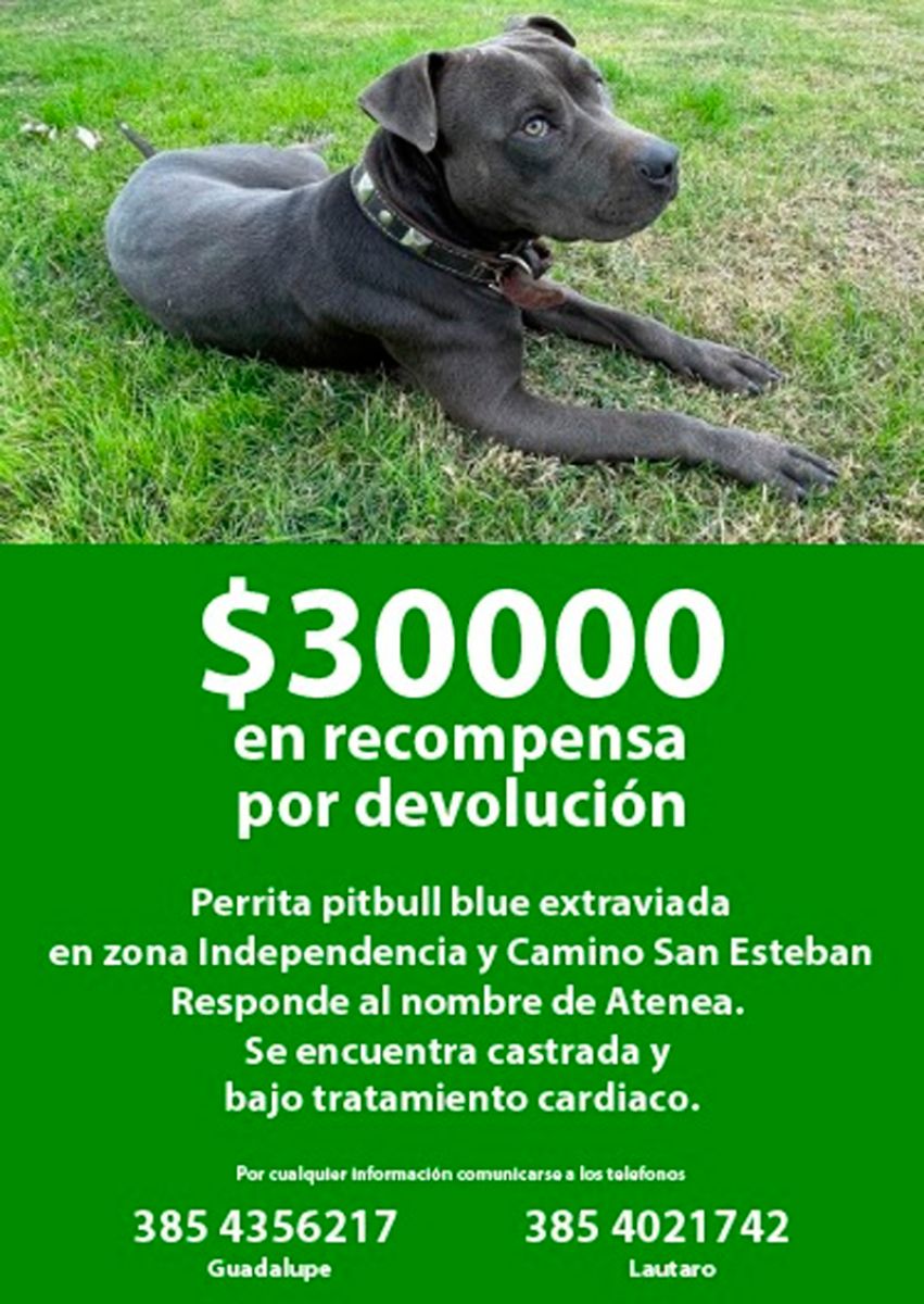 Una familia busca a su mascota y pide ayuda a la comunidad para ...