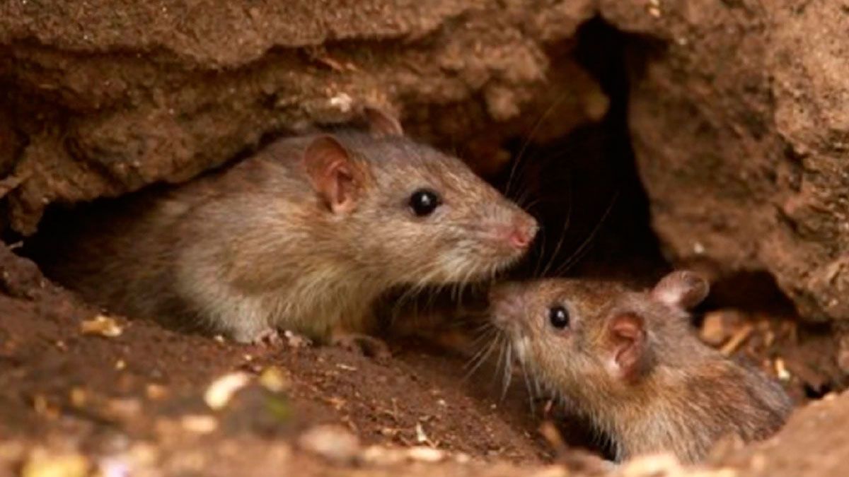 Hantavirus. 
