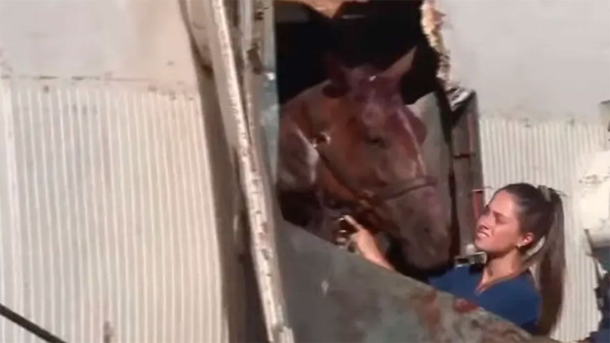 Una de las veterinarias trabajando 