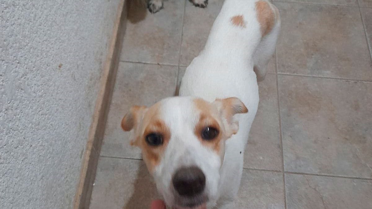 Mateo se perdió en el barrio Vinalar y su familia lo busca intensamente ...
