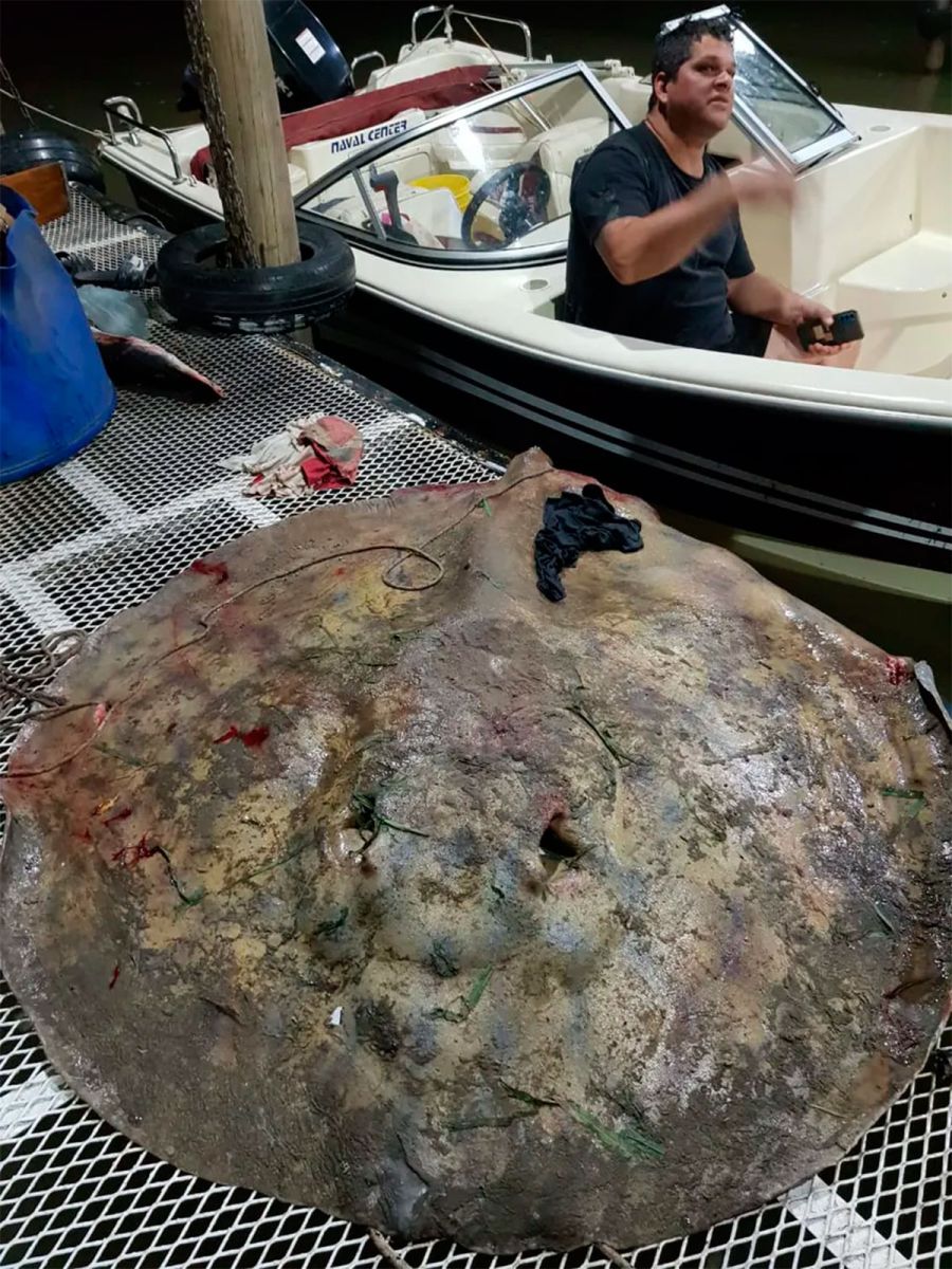 El enorme ejemplar en su totalidad 