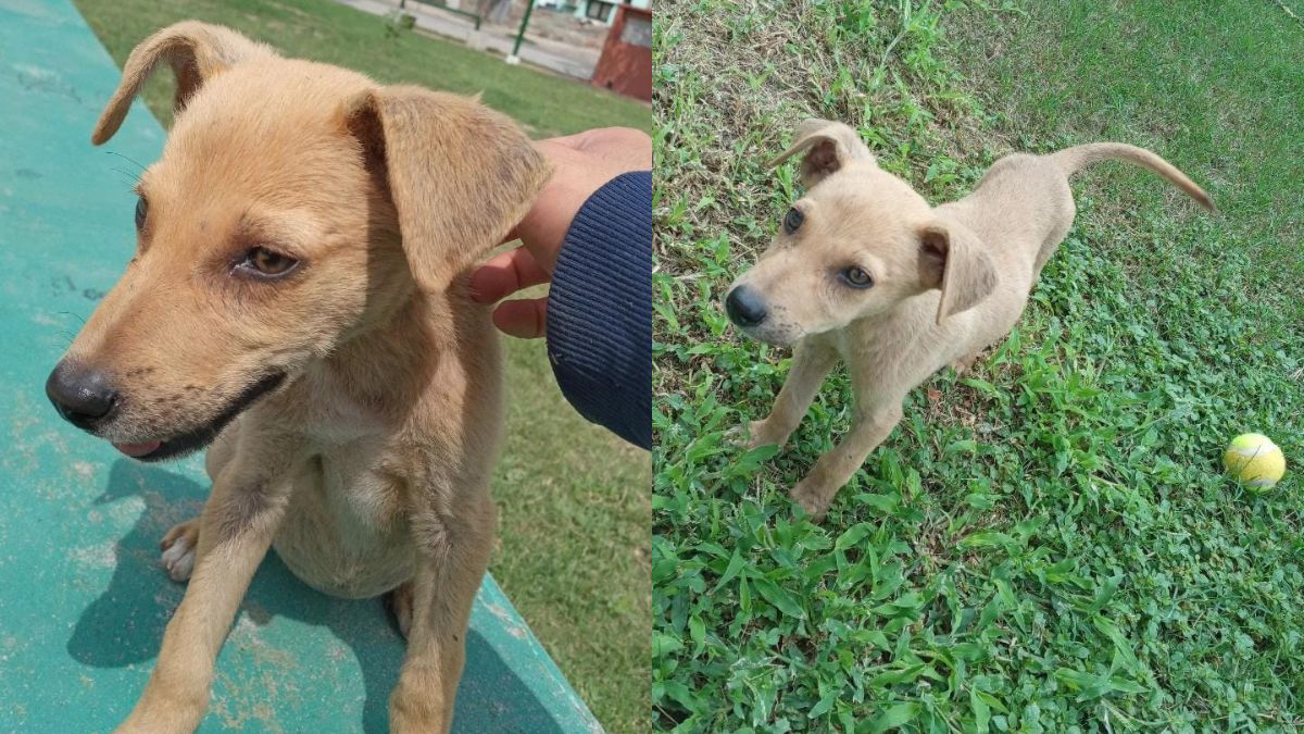 Buscan un hogar que adopte a una perrita que fue encontrada en el B° 8 de Abril Diario Panorama Buscan un hogar que adopte a una perrita que fue encontrada en el B° 8 de Abril Diario Panorama