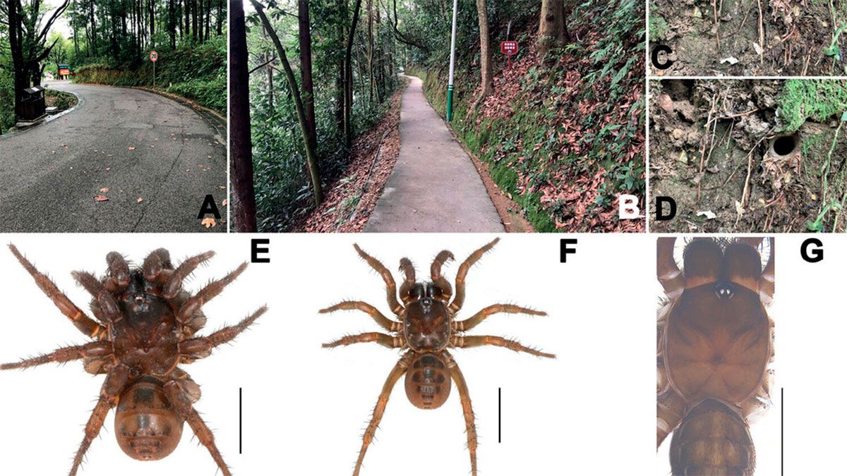 China: Neue Art der alten Spinne entdeckt
