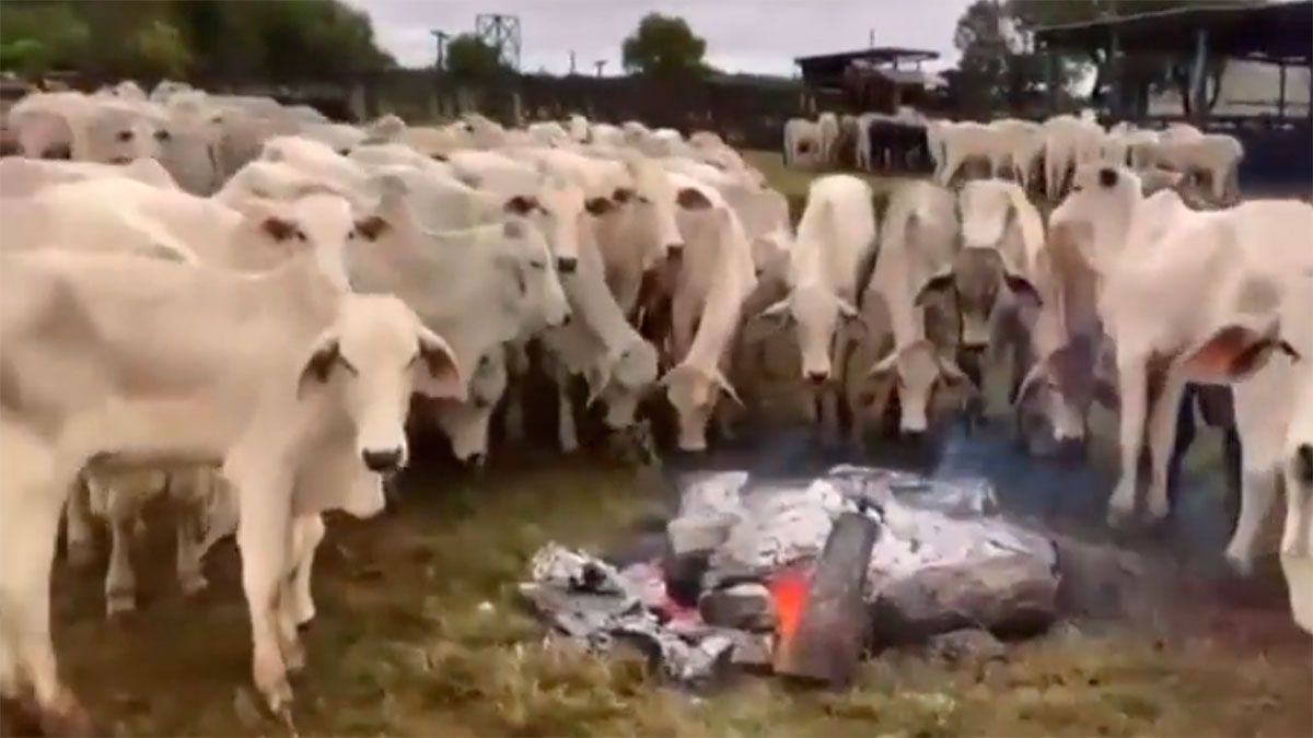 Der verzweifelte Schritt eines Produzenten, nachdem fast 3.000 Kühe aufgrund von Unterkühlung gestorben waren