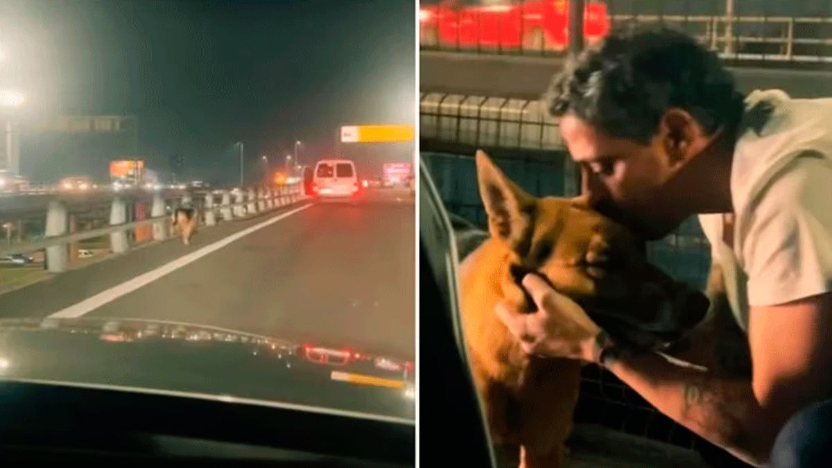 Video: un hombre rescató a un perro en plena autopista y la historia ...