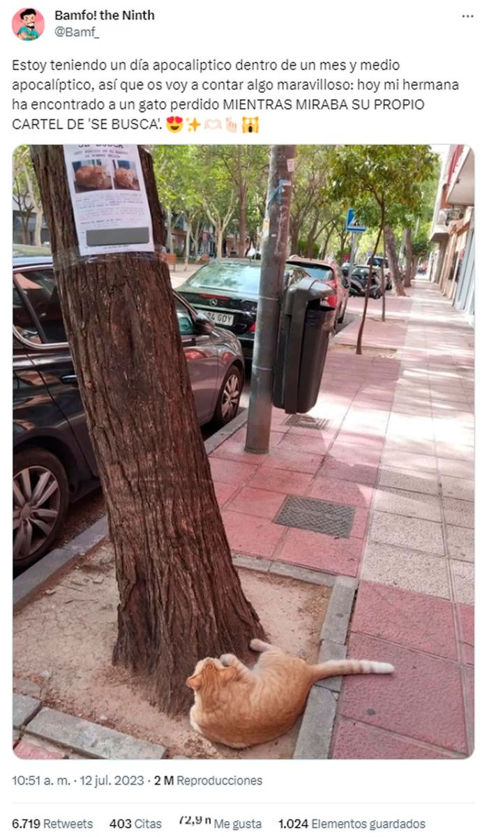 El gato esperando ser rescatado 