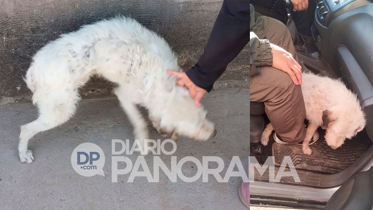 El perrito rescatado 