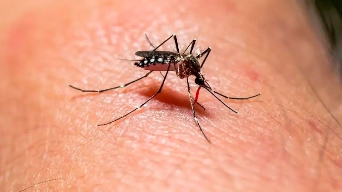 Mosquito Aedes aegypti 