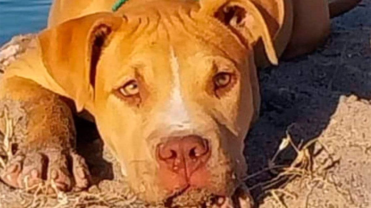 Una familia busca desesperadamente a su perro en el barrio Villa del ...